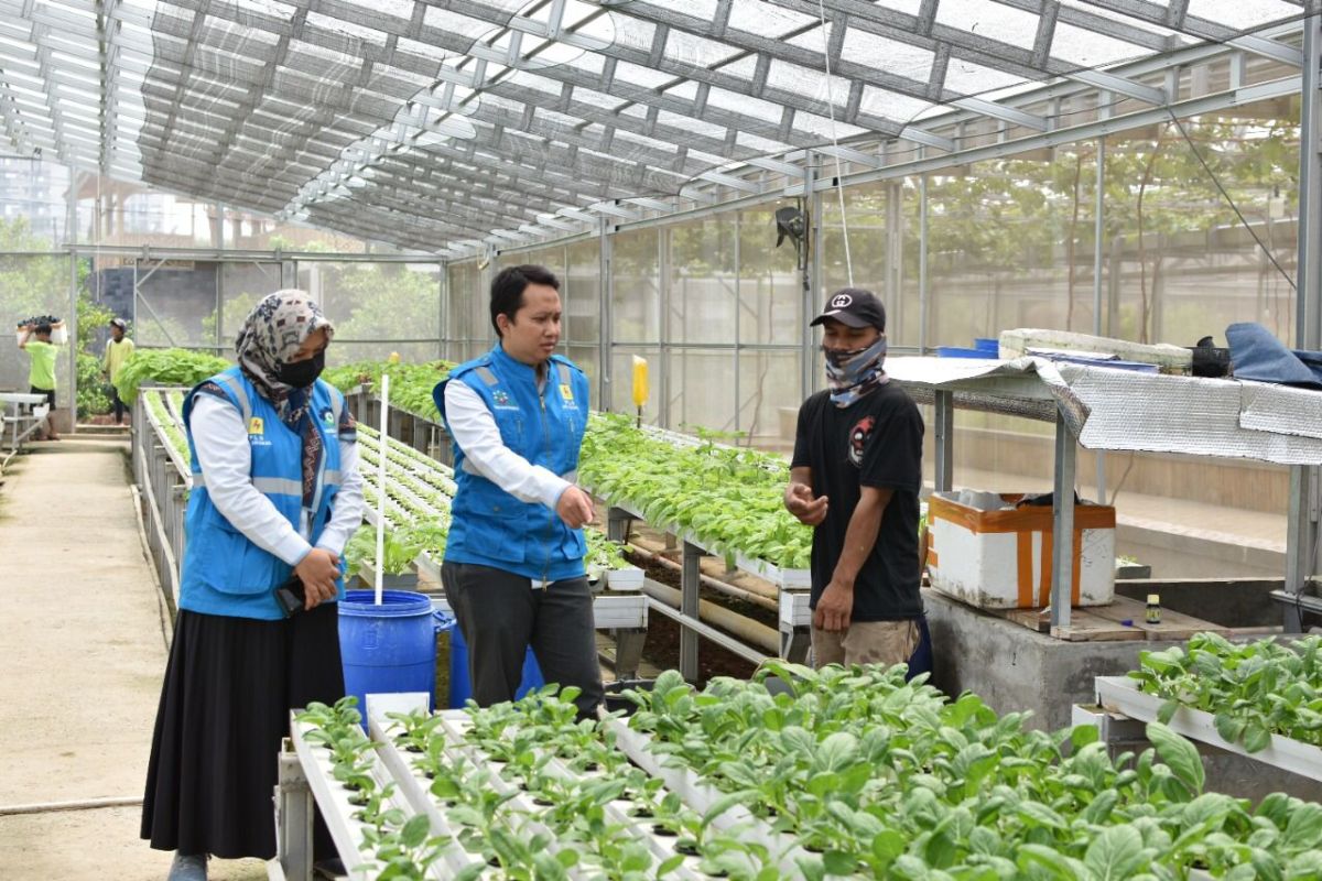 Omset UMKM hidroponik Tangerang tembus Rp40 juta per-bulan dengan dukungan listrik PLN