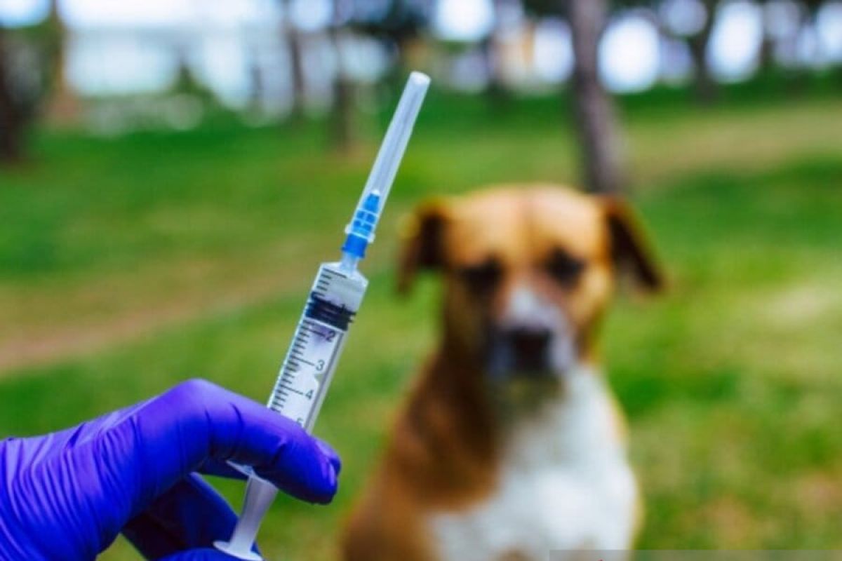 Ratusan hewan peliharaan masyarakat akan lakukan vaksin rabies