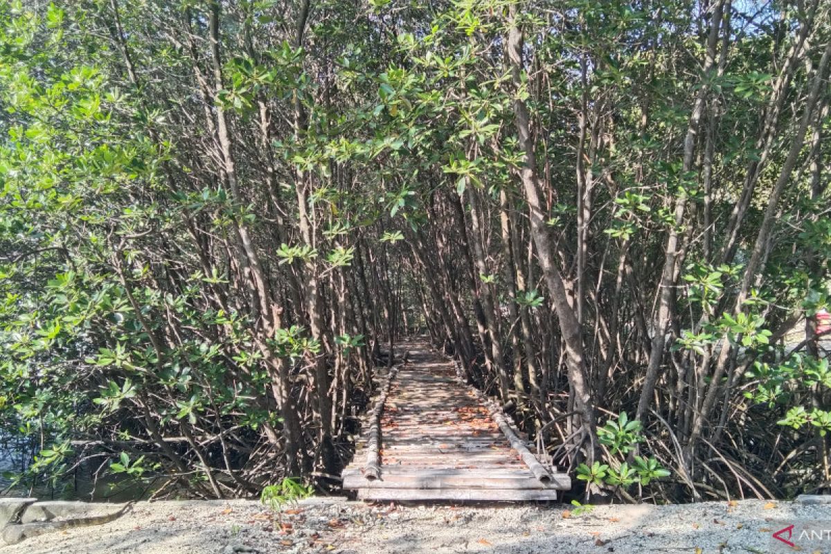 Mangrove planting intensified against coastal flooding in Jakarta