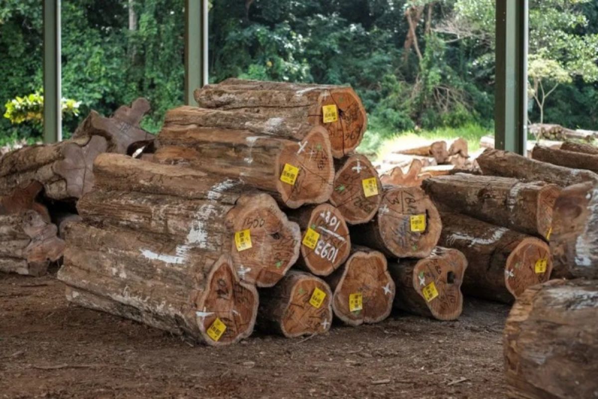 Klon unggul jati tumbuh di atas lahan 200 ribu hektare