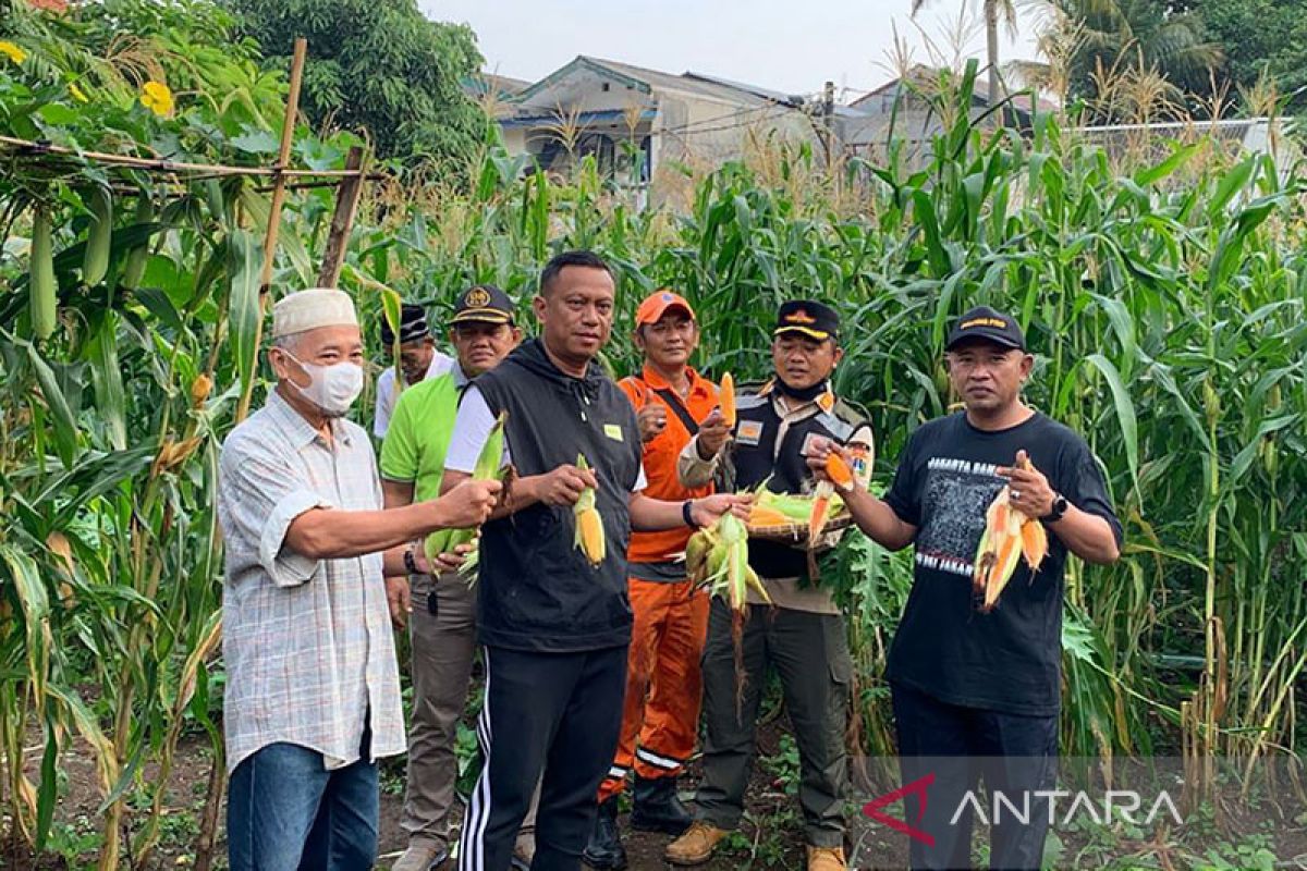 Pemkot Jaksel ubah semak belukar jadi kebun ketahanan pangan