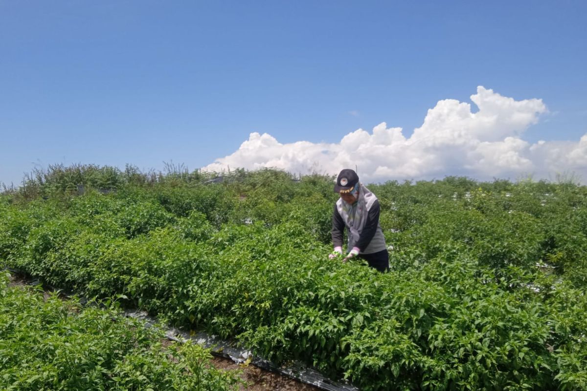 Panen cabai di  Humbahas bukti keberhasilan lokasi Food Estate