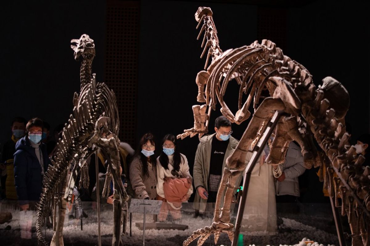 Studi ungkap kepunahan dinosaurus dimulai 2 juta tahun lebih awal