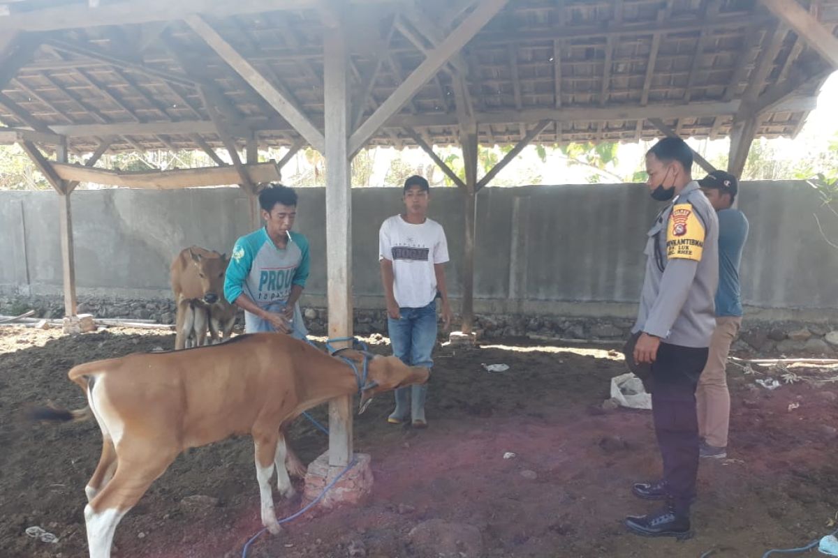 Polisi mengawal percepatan vaksin PMK ternak di Pulau Sumbawa