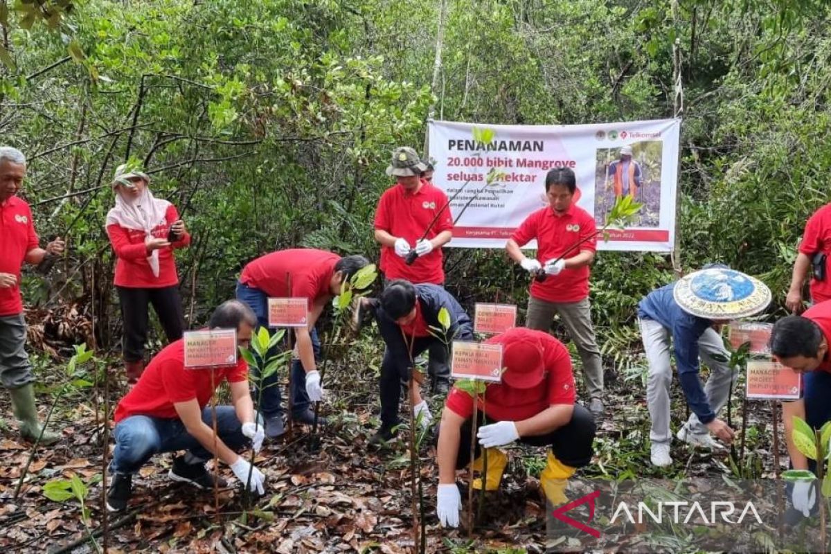 Telkomsel gelar kegiatan penanaman 20.000 bibit mangrove di Bontang