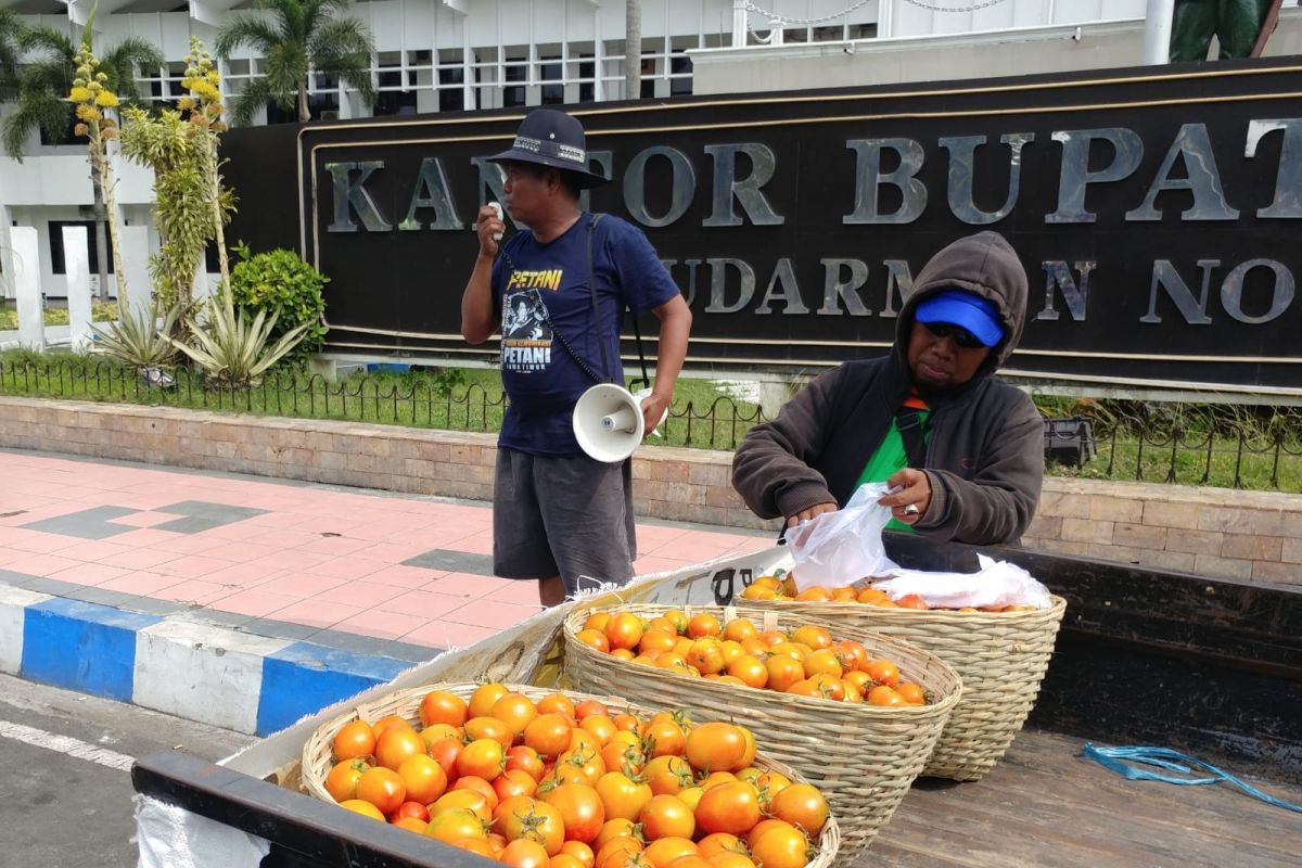 Peringati Hari Tani Nasional, petani bagikan tomat gratis di Jember