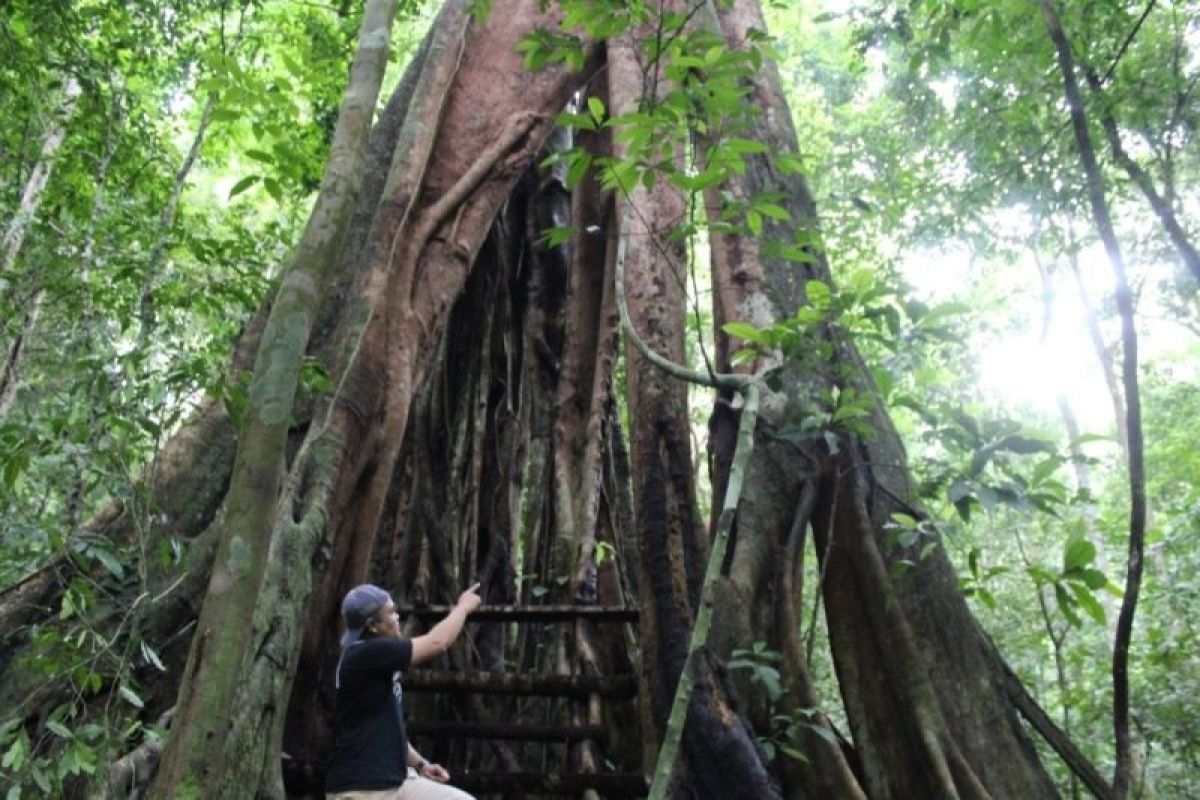 Dishut Lampung sebut petani hutan berperan dalam menjaga hutan lestari
