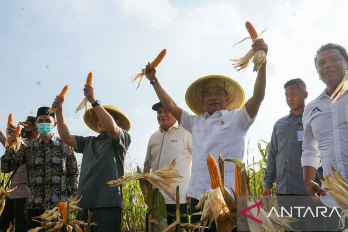 Moeldoko sebut panen raya di Pemalang jaga ketahanan pangan nasional