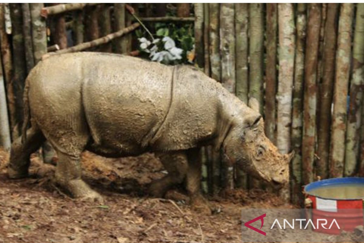 Konservasi Badak Kalimantan melalui translokasi ex situ