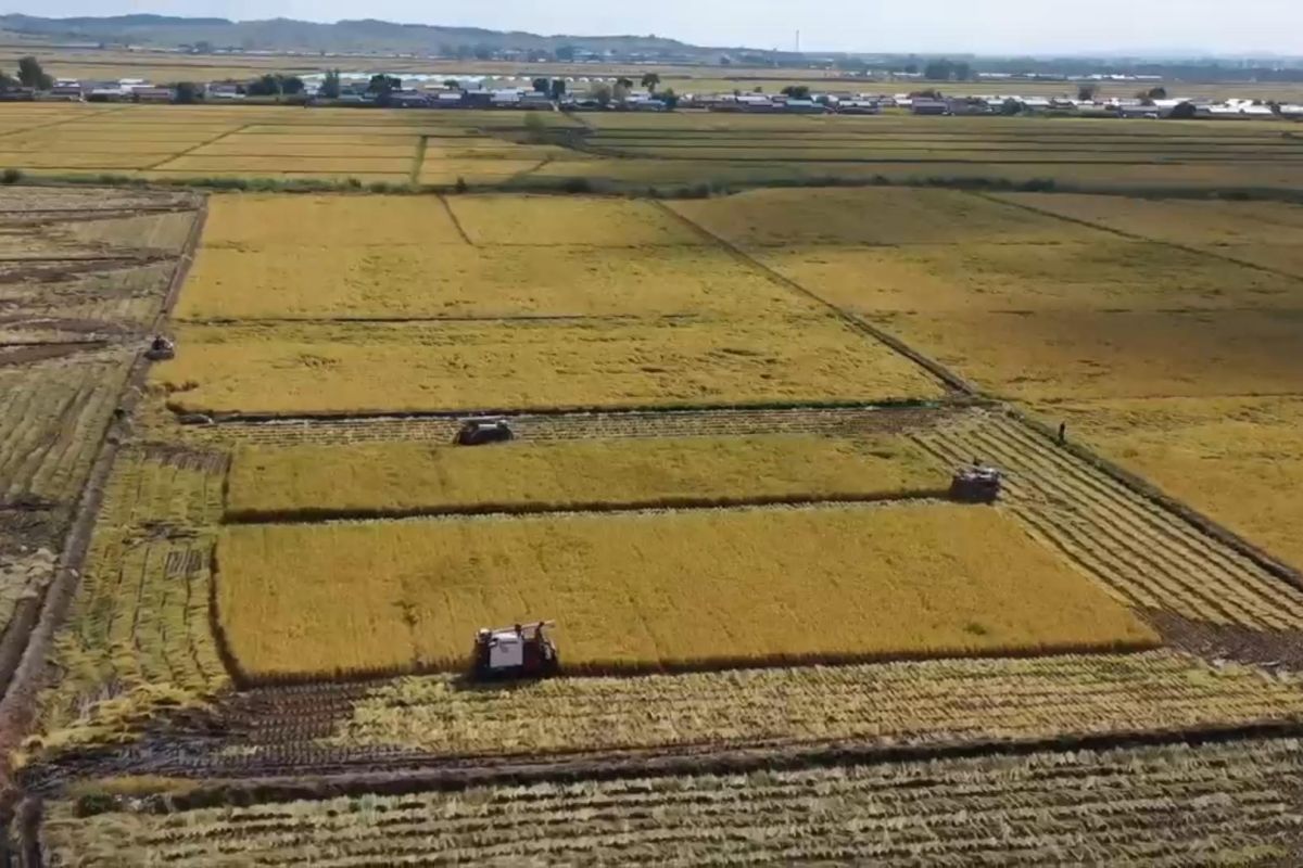 Kawasan "Lumbung biji-bijian" China siap sambut panen melimpah