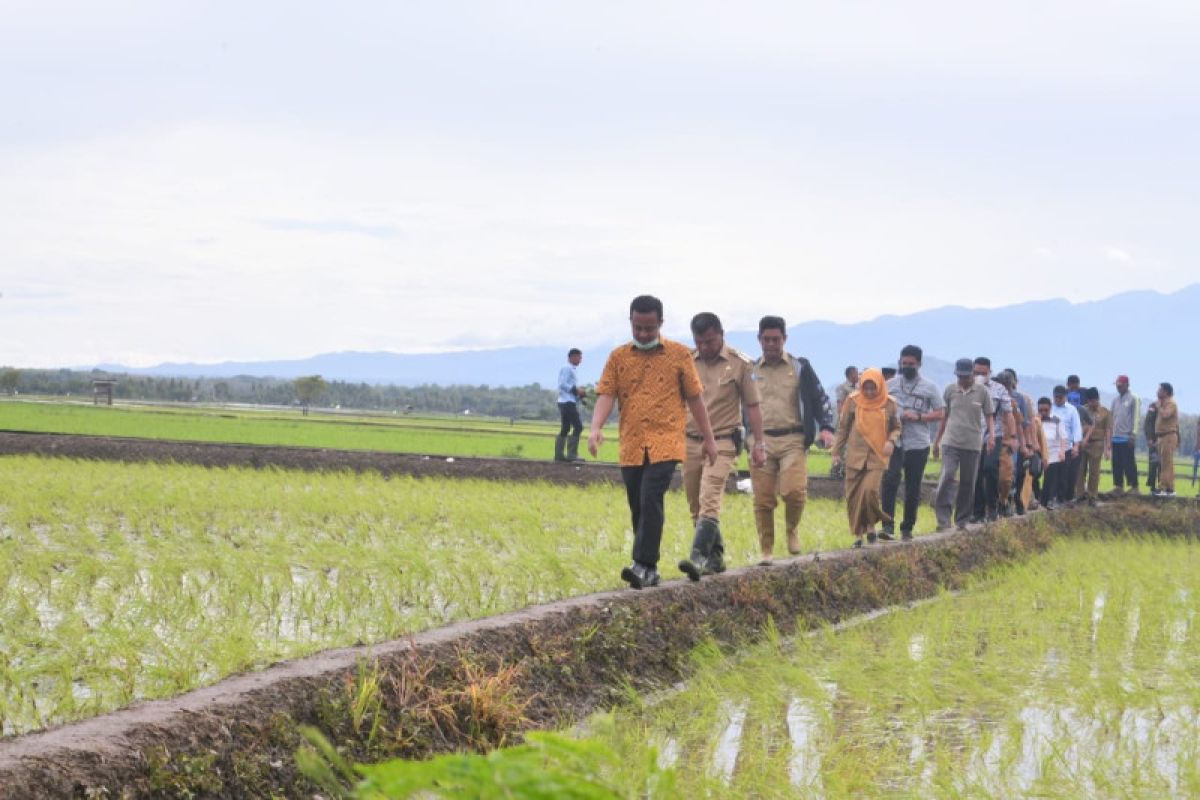 Perhimpunan Agronomi Indonesia apresiasi Program Mandiri Benih Sulsel