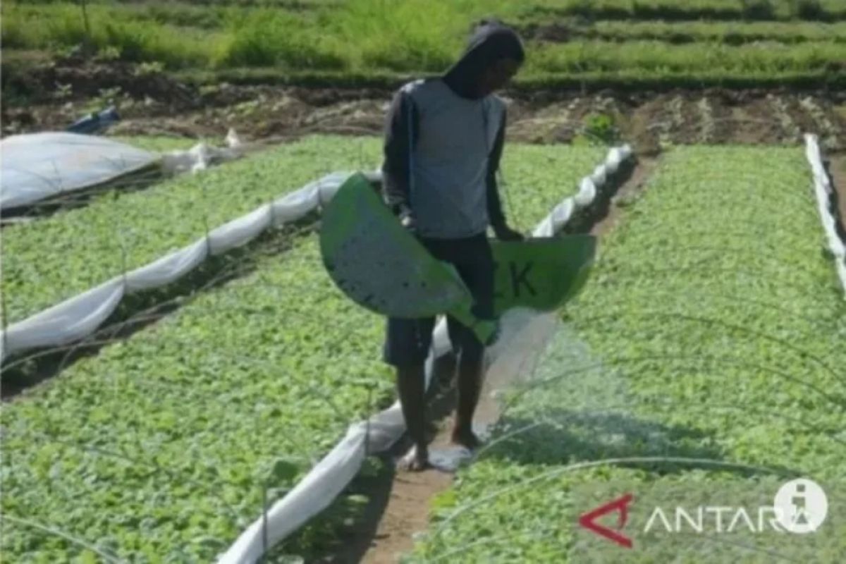 Petrokimia Gresik sejahterakan ribuan petani lewat Agro Solution dan Makmur