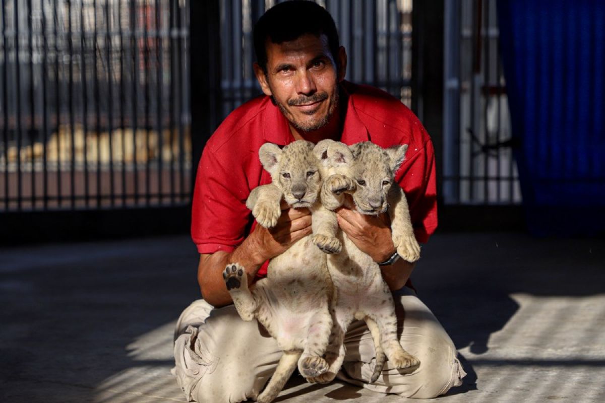 Kebun binatang Gaza sambut 3 ekor anak singa yang baru lahir
