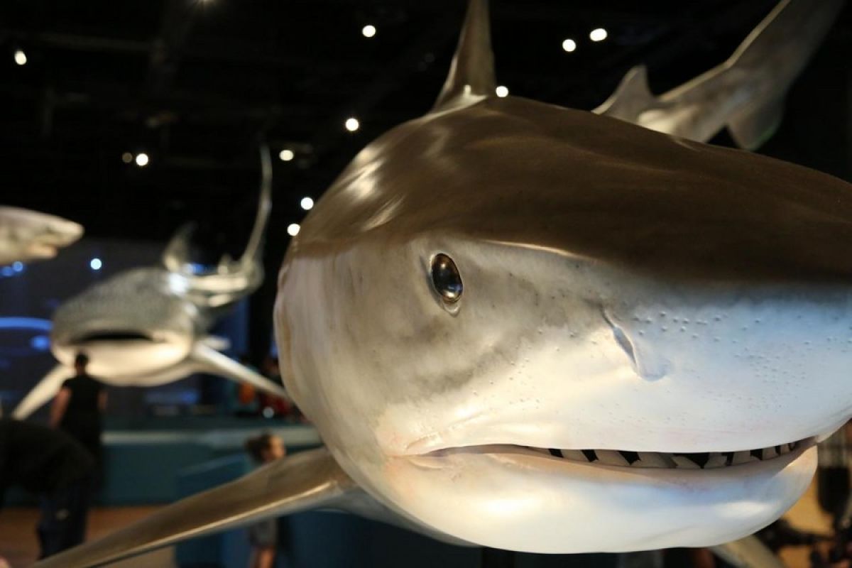 Lebih dekat dengan nenek moyang hiu di Australian Museum
