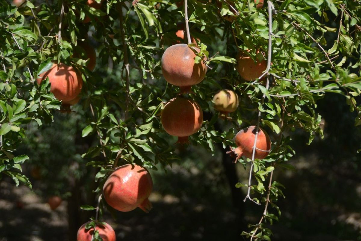 Melihat musim panen buah delima di Kandahar
