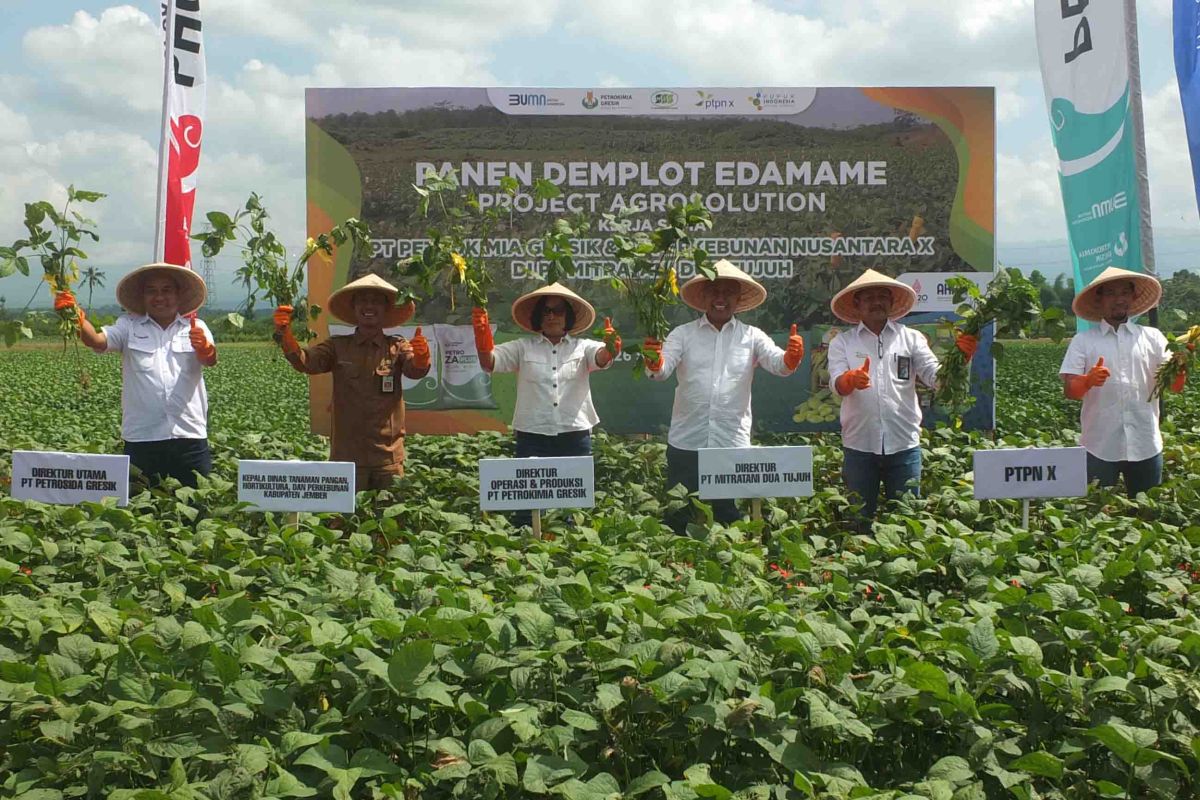 Program Agro Solution Petrokimia tingkatkan produksi edamame di Jember