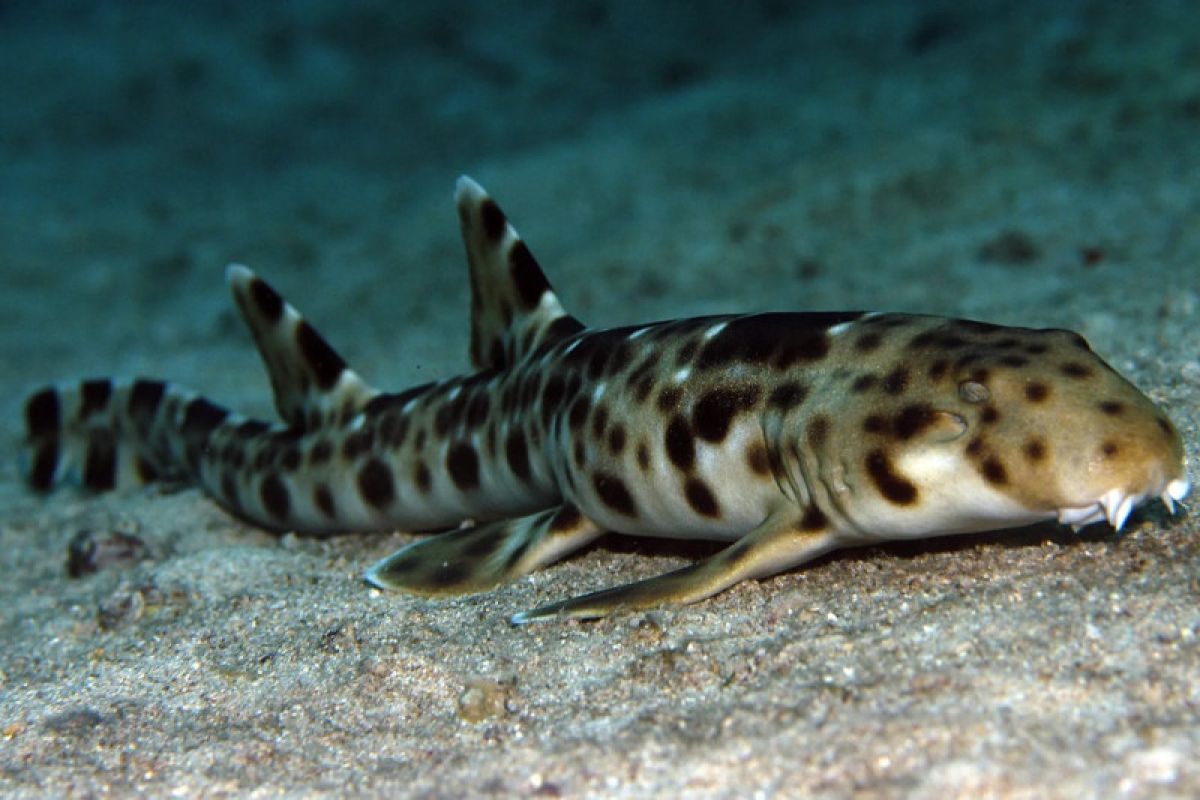 Penambangan pasir laut ancam habitat hiu berjalan dan pari manta