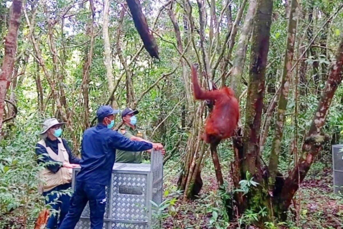 Sebanyak 11 individu orangutan berhasil dilepasliarkan