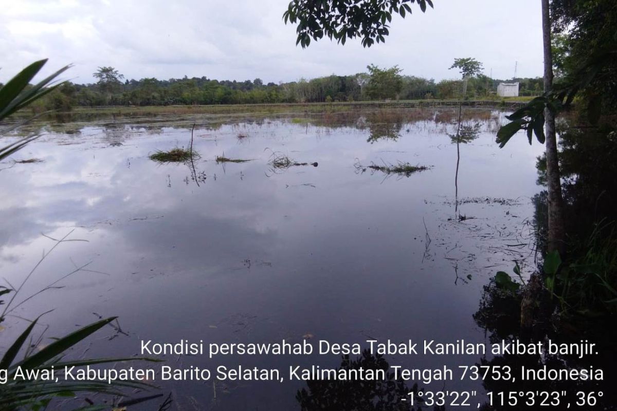 Selalu gagal panen, pemda diminta bantu perbaiki drainase sawah di Tabak Kanilan