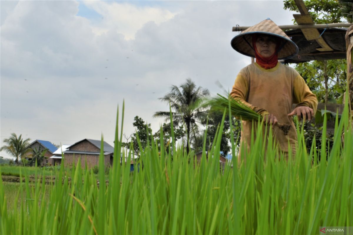 Sumsel mitigasi petani dari potensi gagal panen akibat bencana