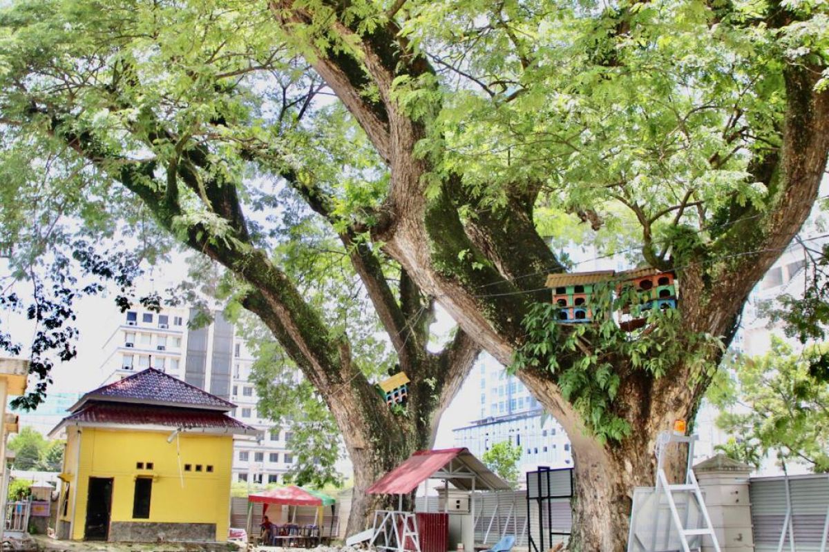 Pemkot Medan   biarkan pohon trembesi tetap di Lapangan Merdeka