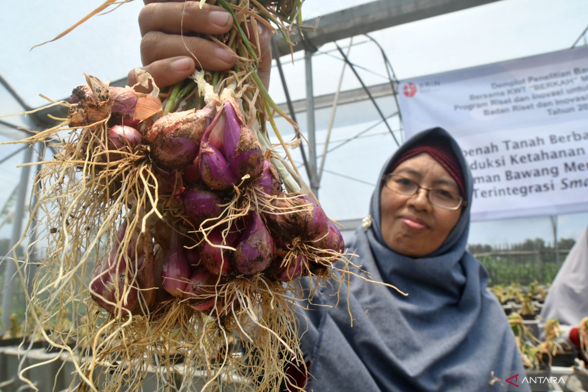 Harga bawang merah di Banda Aceh capai Rp40 ribu per kilogram