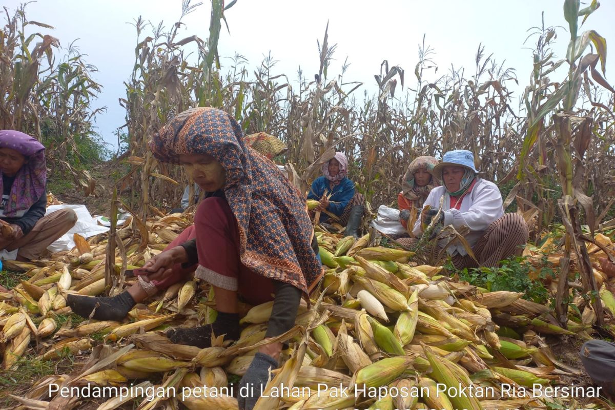 Jamin Pasar, Offtaker siap serap hasil panen petani jagung di lokasi Food Estate
