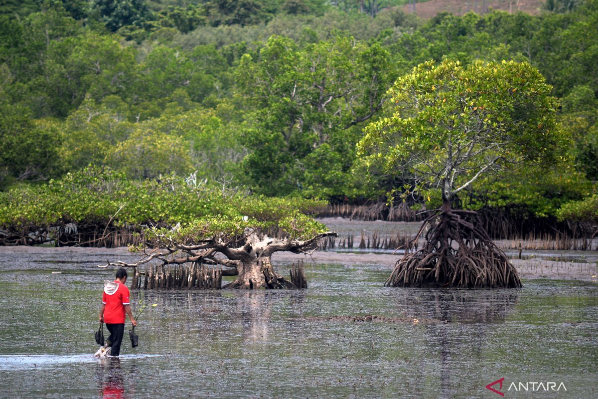 Mangrove forests have huge blue carbon potential: ministry