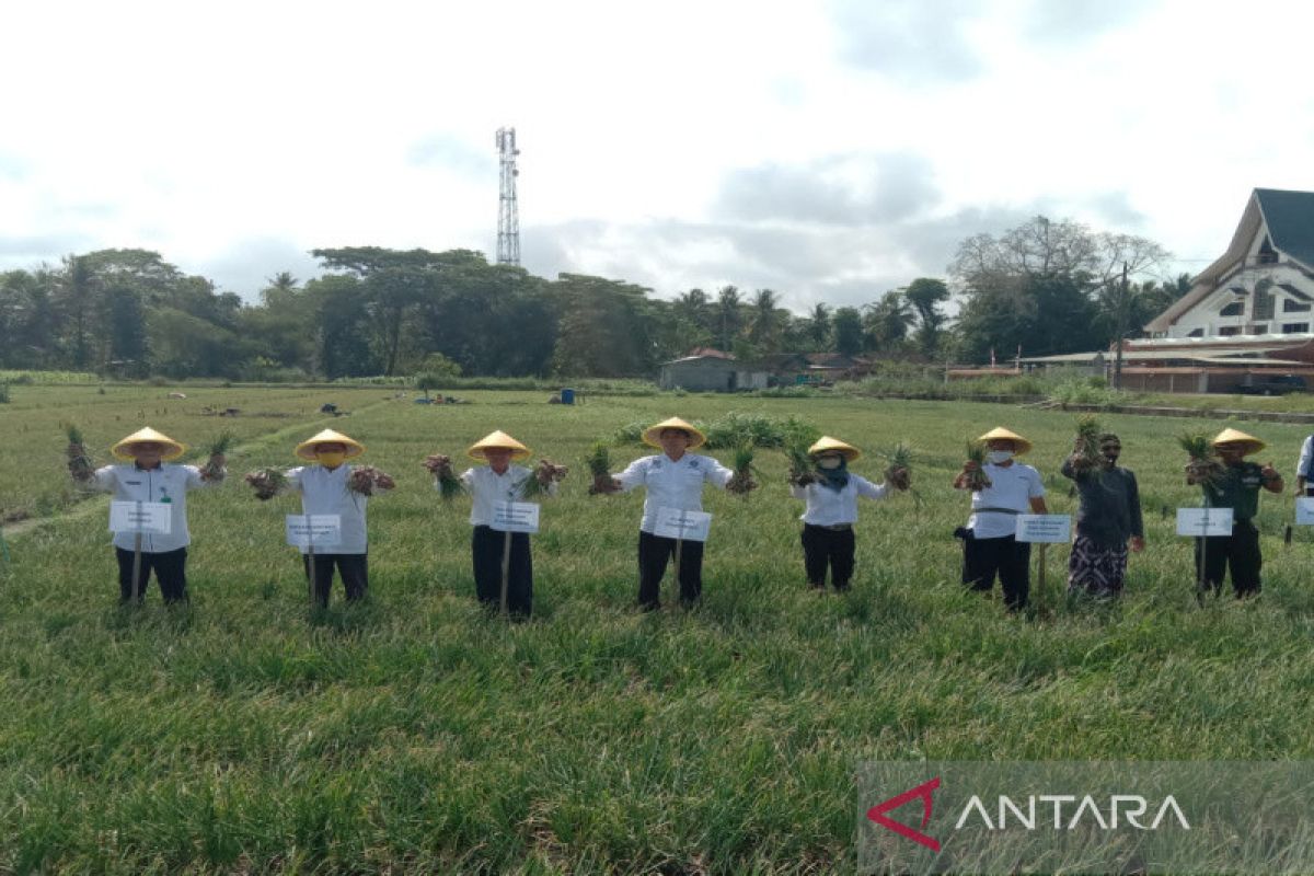 Petani Demangrejo Kulon Progo panen raya bawang merah seluas 60 Ha