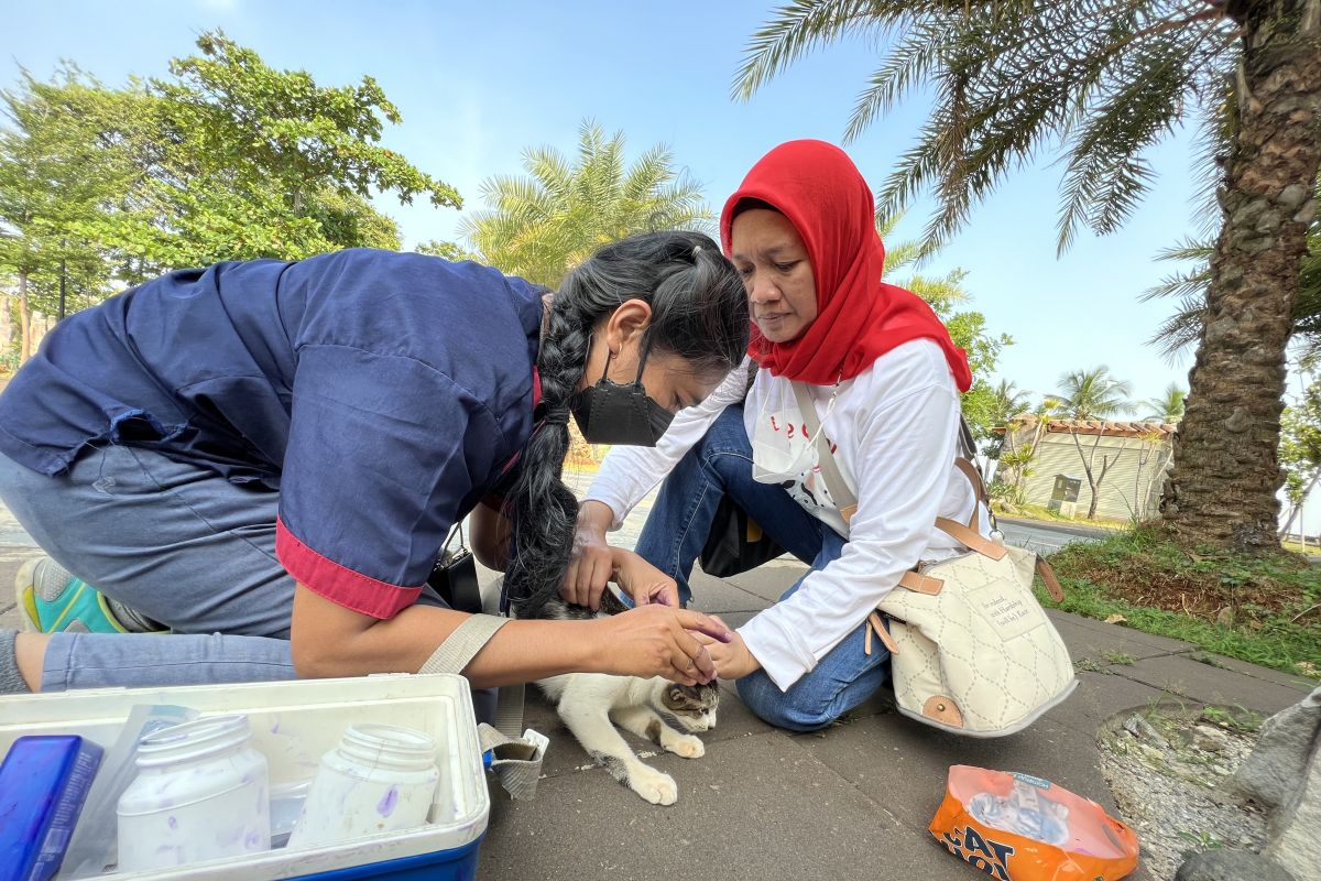 Ancol cegah rabies dan sterilisasi kucing liar di kawasan wisata itu