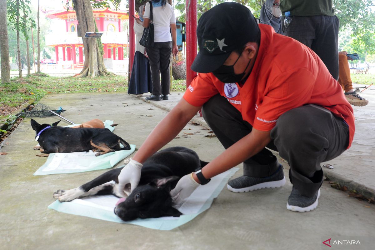 Anggota PDHI Sumsel sterilkan Pulau Kemaro Palembang dari penularan rabies