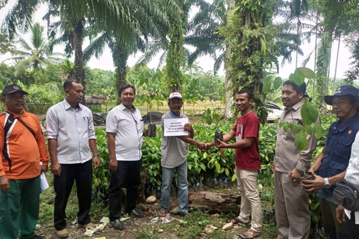 Tingkatkan pendapatan petani, Distanpan Abdya bagikan puluhan ribu bibit jengkol