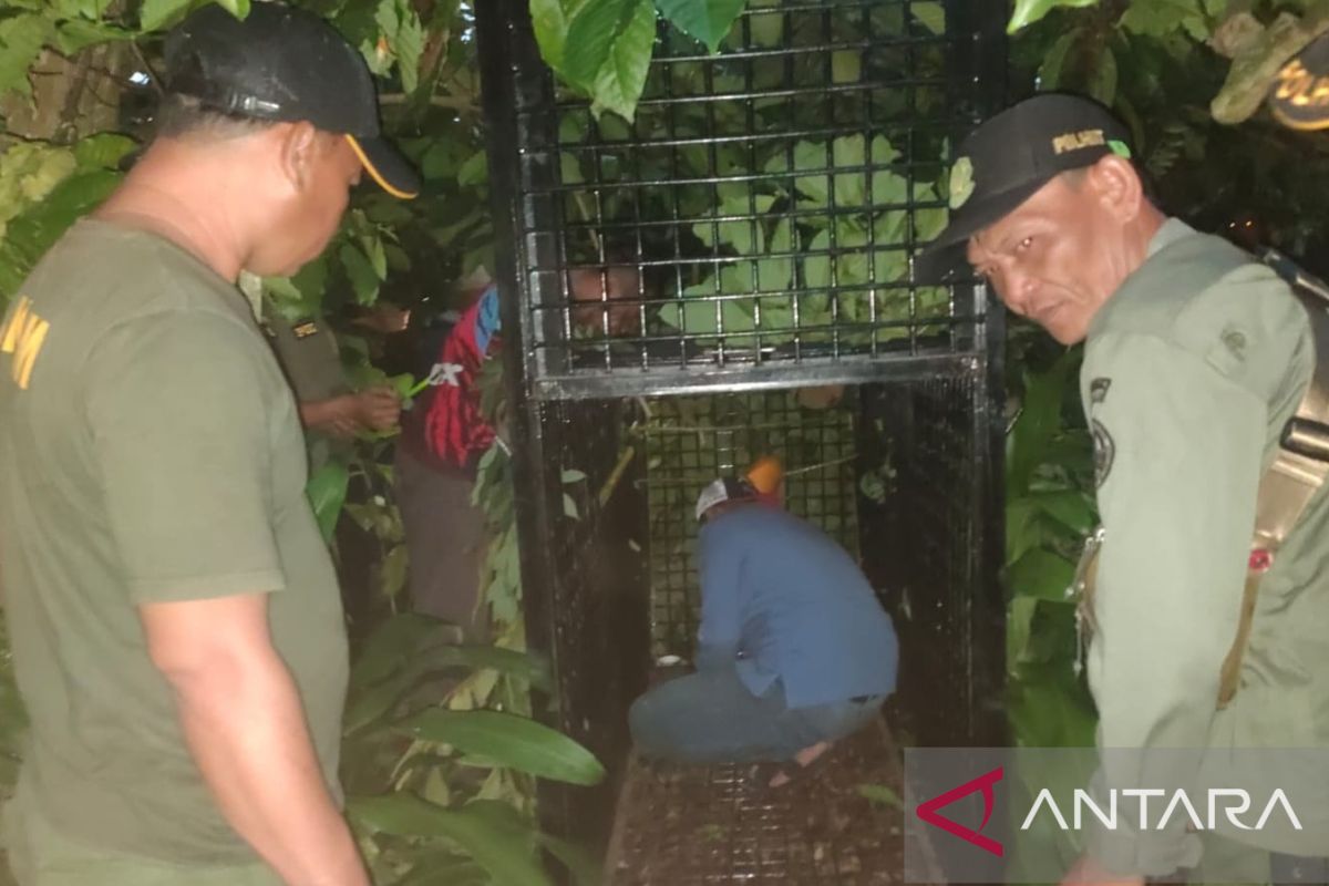 BKSDA: Konflik warga dengan beruang dipicu musim durian