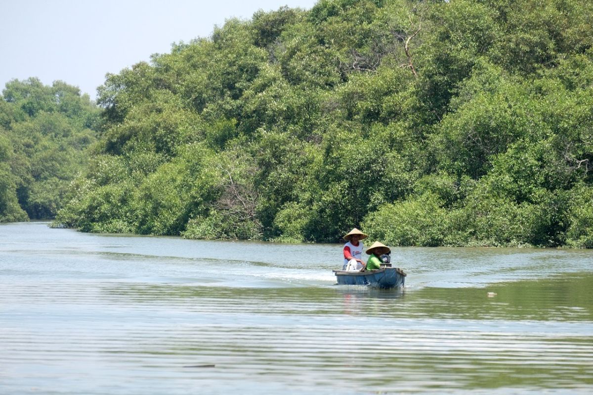 Kebun Raya Mangrove Surabaya jadi destinasi wisata edukasi dan penelitian