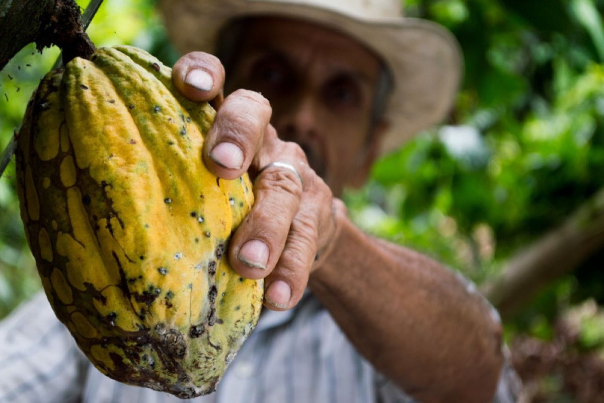 Mondelez Indonesia rayakan 10 tahun pencapaian "Cocoa Life"