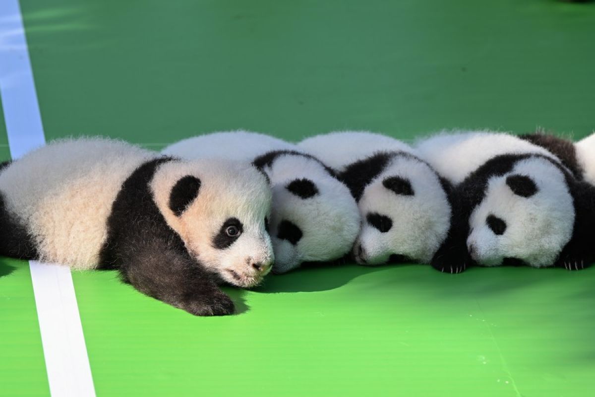 13 bayi panda tampil di depan publik di Chengdu, China barat daya
