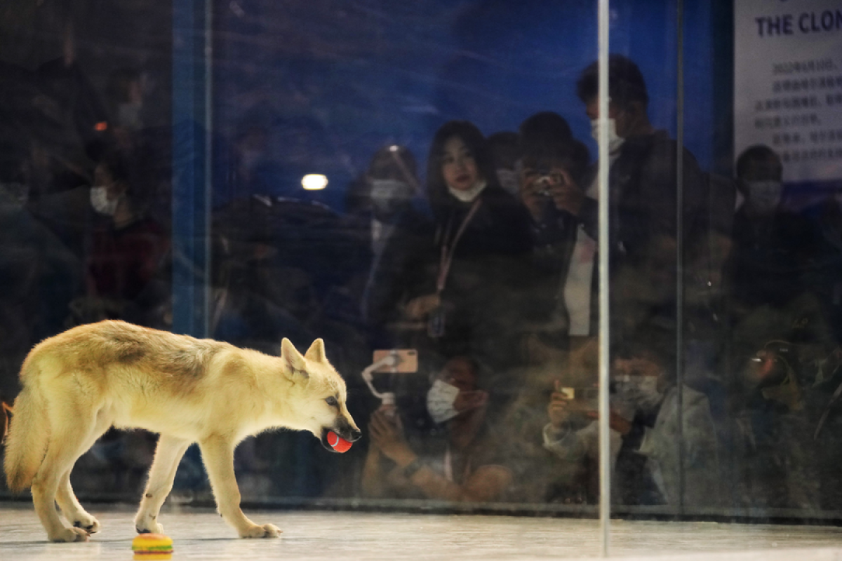 Serigala Arktik hasil kloning menyapa masyarakat Harbin di China