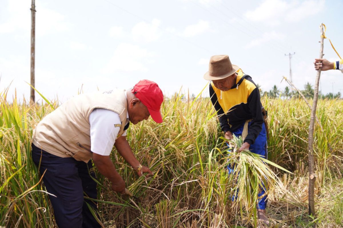 Kelompok Tani Sidrap: Produksi naik karena program Mandiri Benih Padi 2022