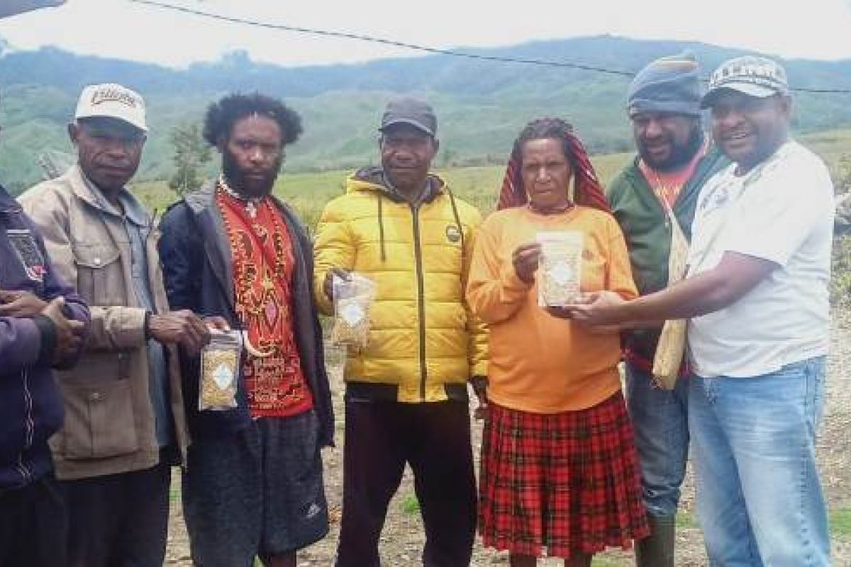 Bank Papua membantu warga Jayawijaya budi daya kedelai