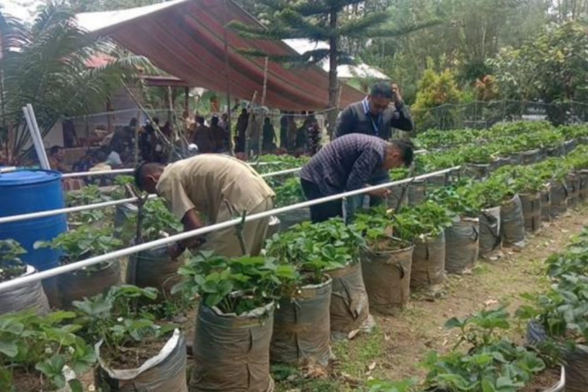 Pemkab Samosir latih petani dalam implementasi irigasi tetes air gravitasi