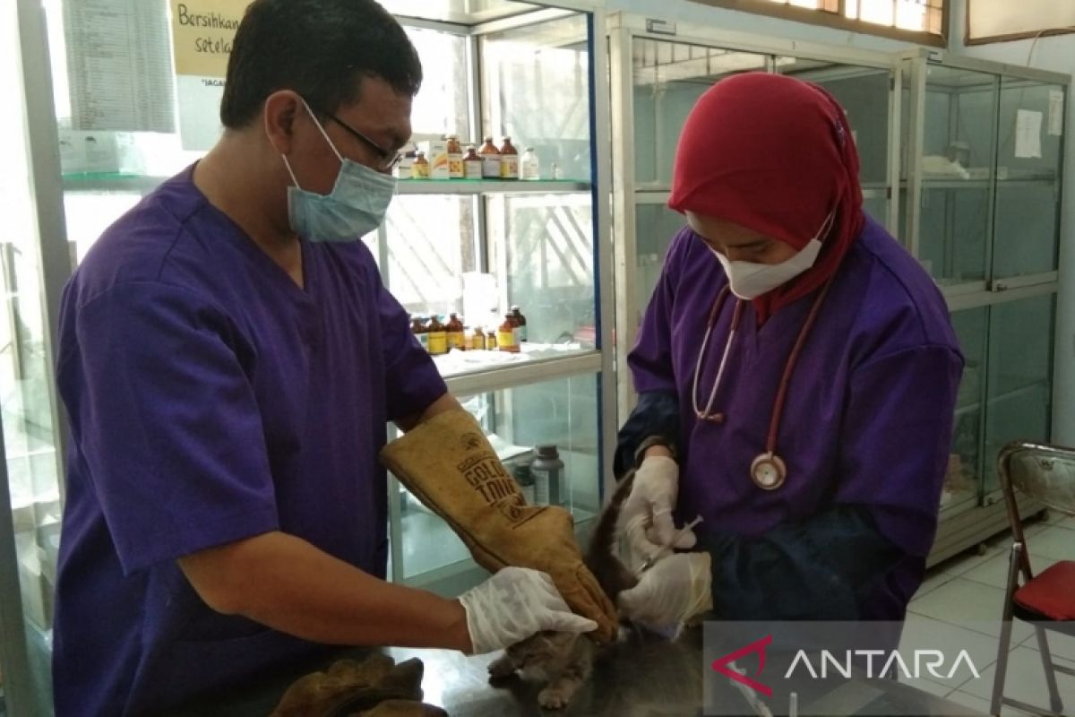 Pemkab Batang cegah penyebaran penyakit rabies