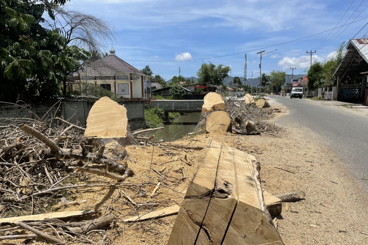 Biodiversitas Gorontalo soroti dampak penebangan pohon