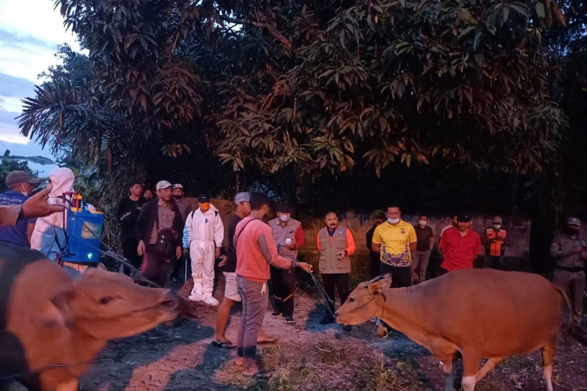 61 sapi terjual saat buka perdana pasar hewan di Karangasem