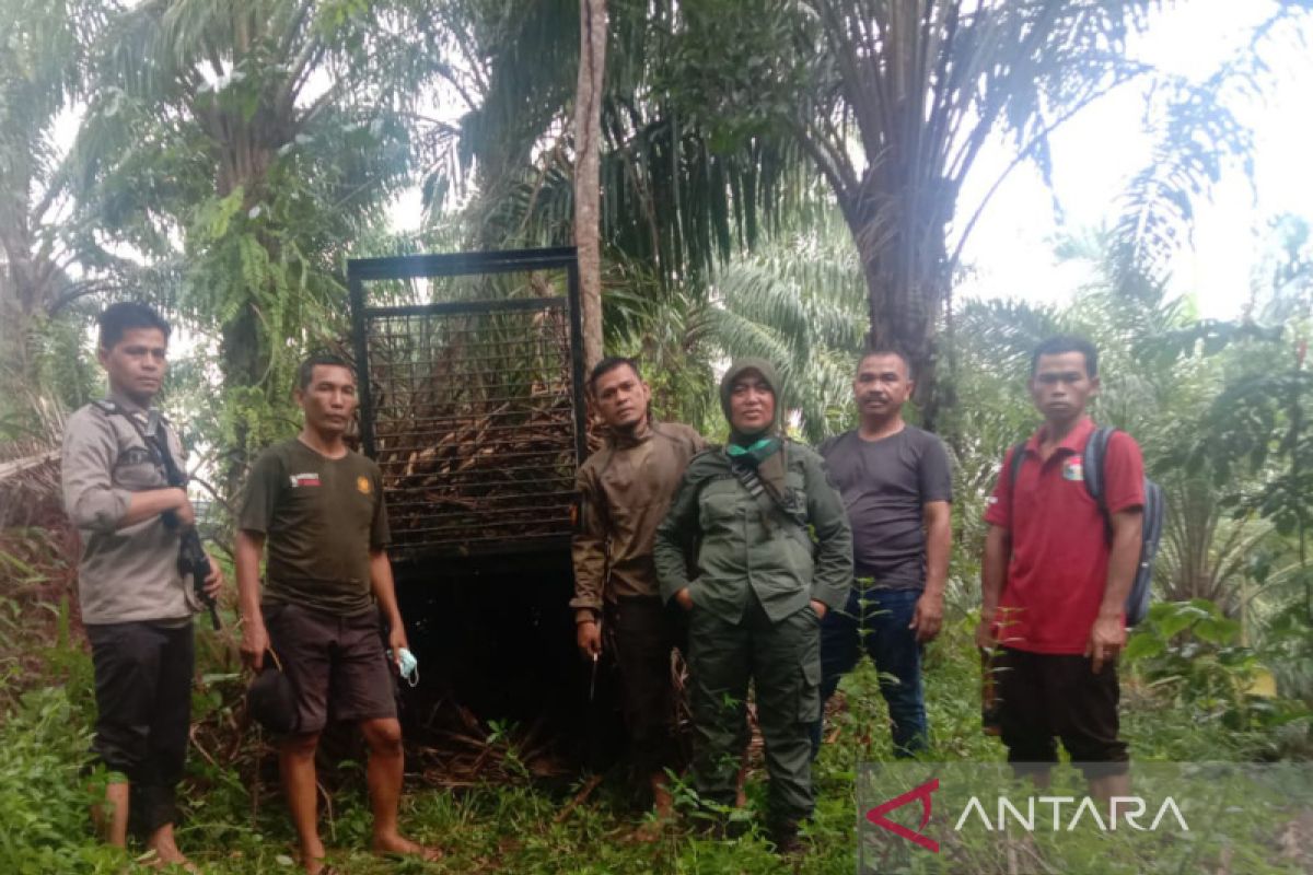 Polisi dan BKSDA pasang perangkap harimau di Mukomuko