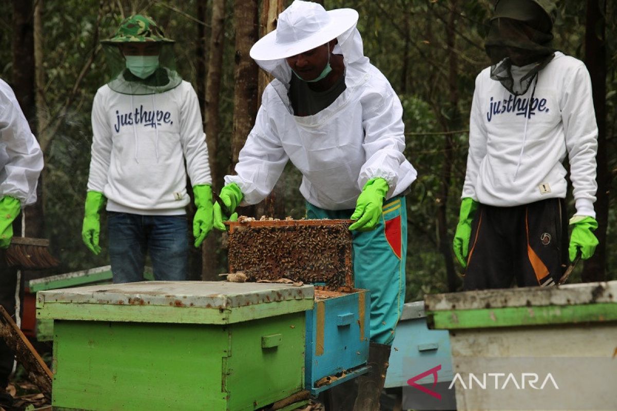Budidaya lebah madu hutan tanaman industri Jambi binaan APP Sinas Mas