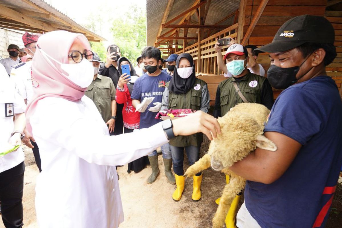 Bupati Ipuk apresiasi semangat anak muda beternak domba