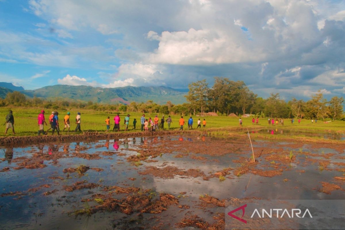 Memutus ketergantungan Kabupaten Jayawijaya dari beras impor