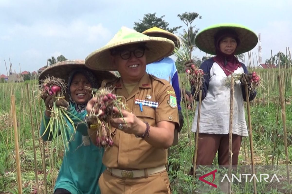 Distan optimistis Kabupaten Sukabumi dapat jadi sentra produksi bawang merah