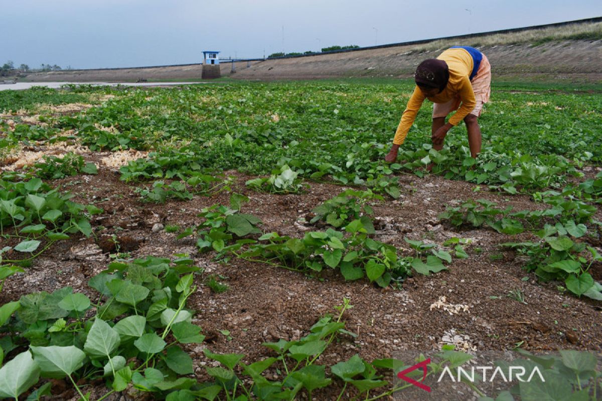 RI bergantung bertumpu pada pertanian lahan kering