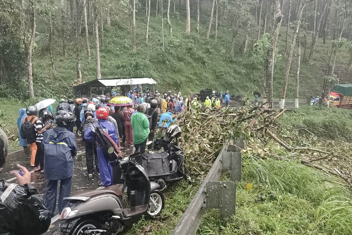 Satu orang meninggal dunia akibat pohon tumbang di jalur Malang-Kediri